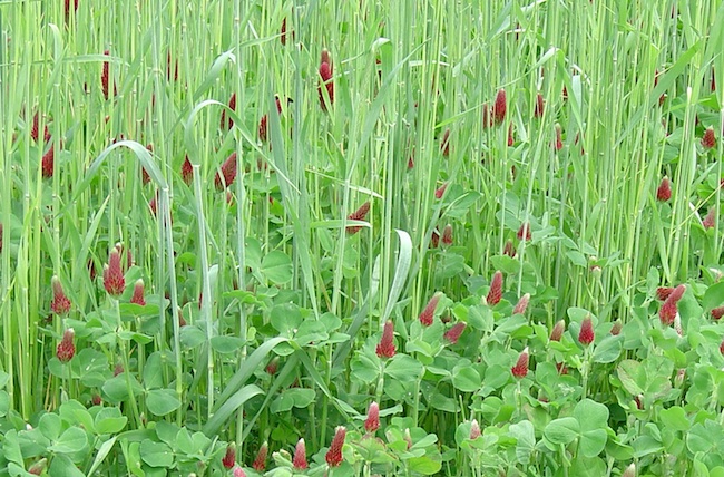 Rye and clover grow side by side in a research plot on cover crops at the University of Georgia Mountain Research and Education Center in Blairsville.