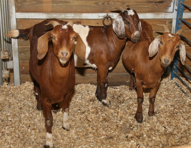 Three goats were among those on display at the 2013 University of Georgia Master Goat Farmer class held in Athens. UGA food scientists are working with researchers at Fort Valley State University to train meat goat farmers.