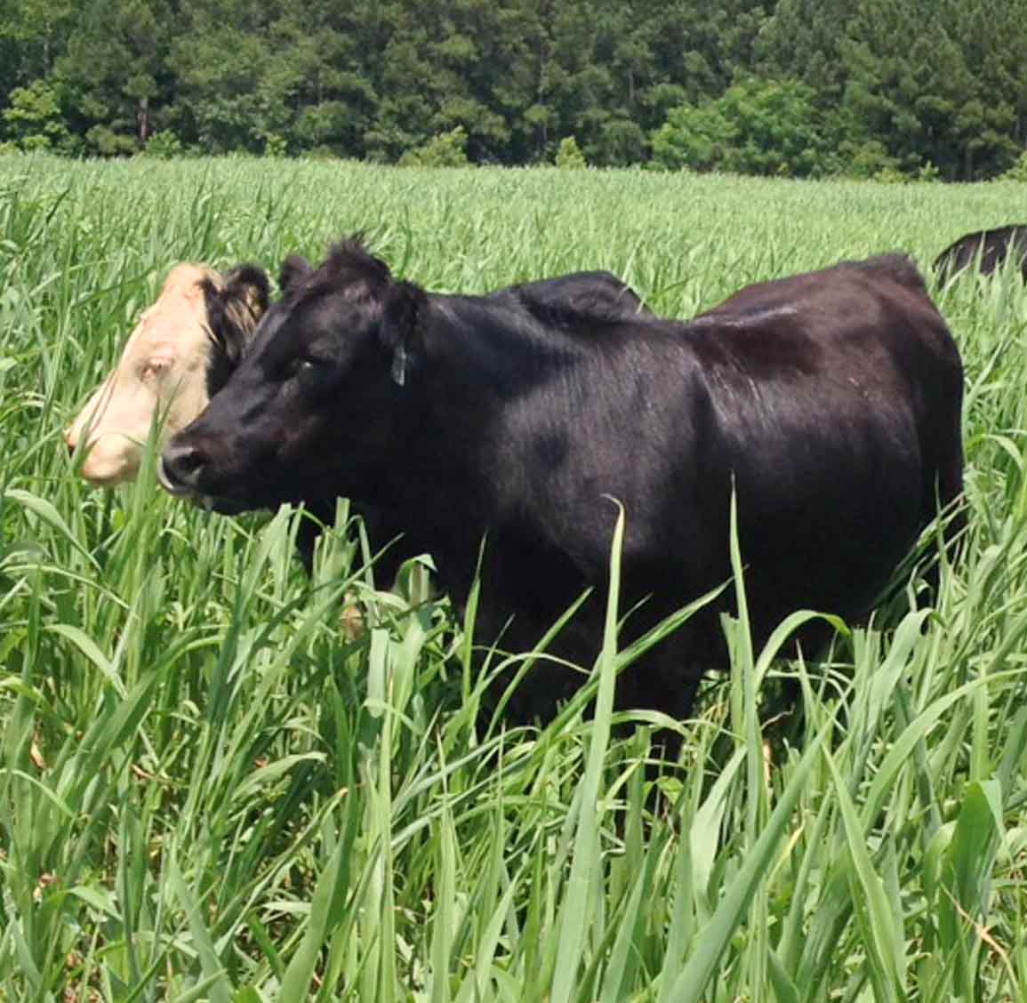 Two steers graze on sorghum/sudangrass hybrid forage at the UGA Eatonton Beef Research Unit as part of a 2014 study on grass-finished beef forages.