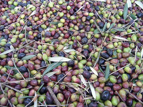 Olive Harvest in California. Photo courtesy of UC Davis.
