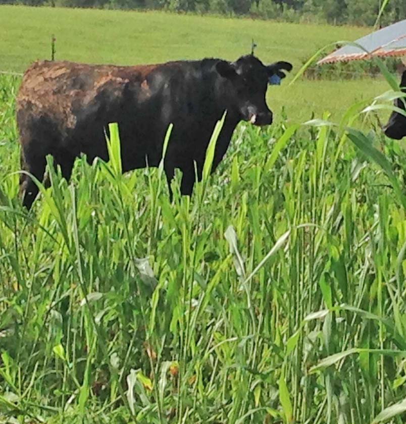 Steers graze on sorghum/sudangrass hybrid forage at the UGA Eatonton Beef Research Unit as part of a 2014 study on grass-finished beef forages.