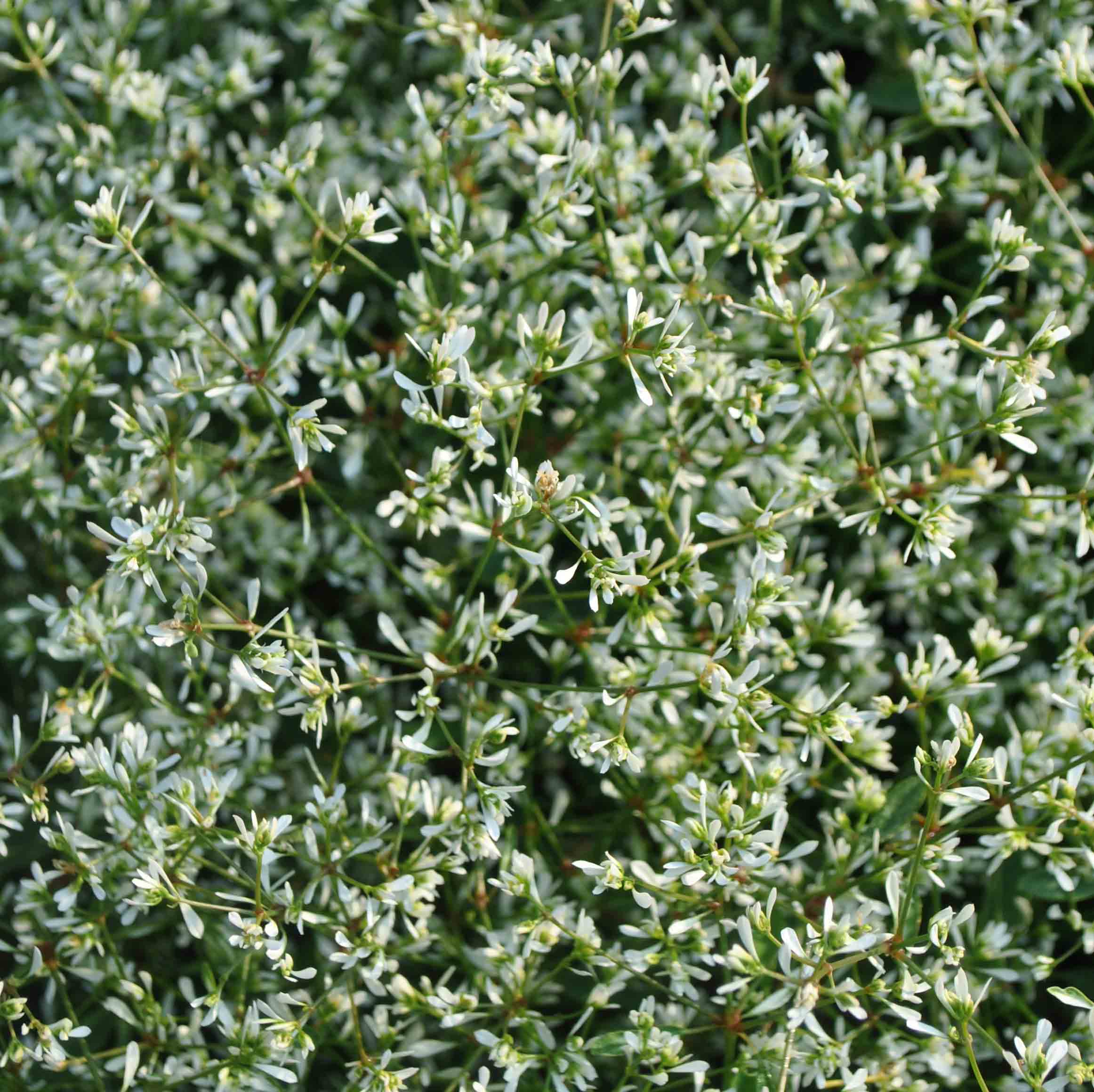 “Over the years, the euphorbias have performed well in our garden. Stardust Super Flash' out-performed the others this summer. The compact plants were covered by countless small white flowers from April through October. The plants were well behaved, not falling over, nor infringing on their neighbors.