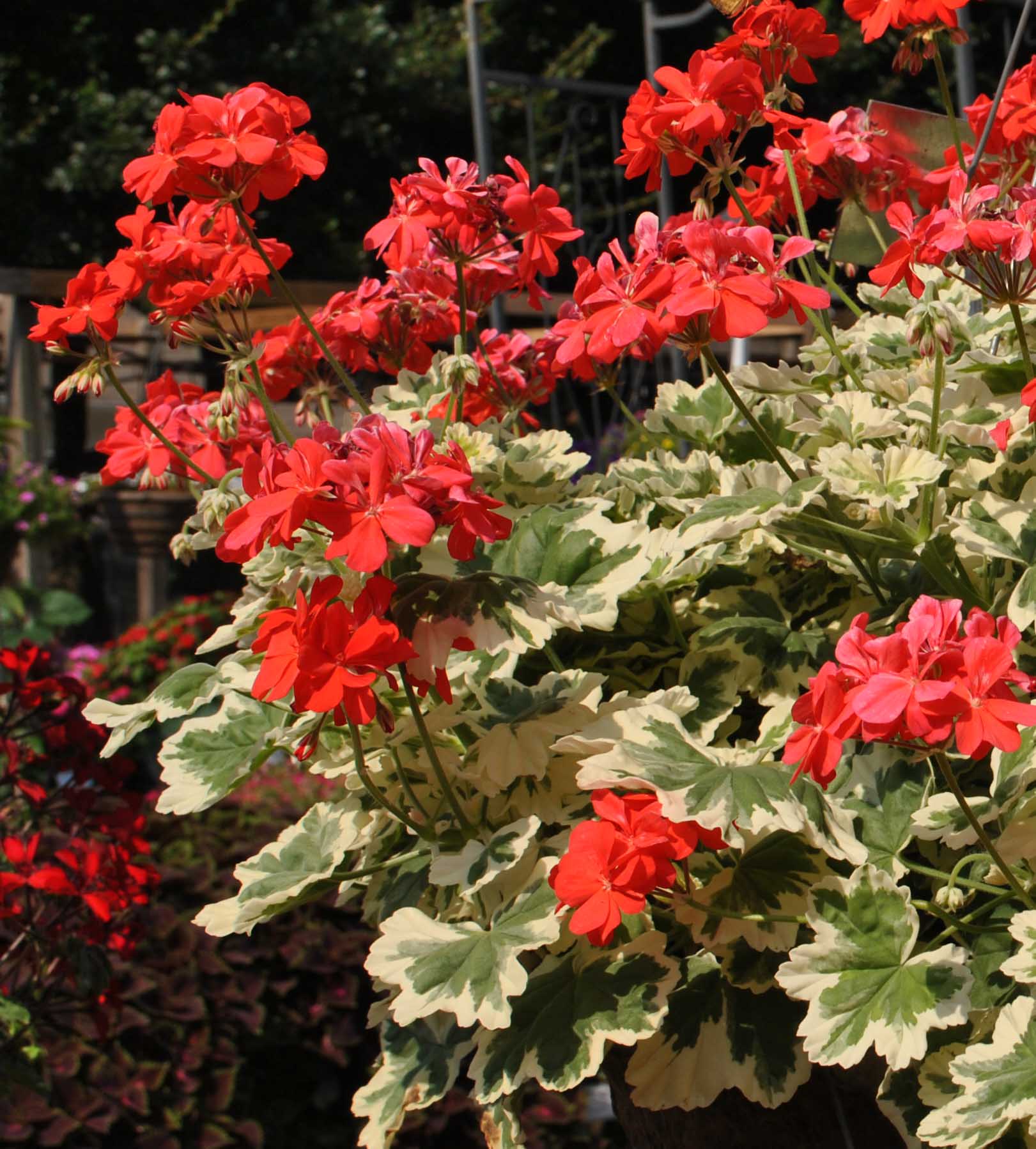 “Glitterati™ Ice Queen was grown in hanging baskets in our garden where they thrived in the hot, blazing sun. The variegated leaves did not brown in the sun, but remained healthy all summer. This geranium produced numerous orangish-red blooms that were evenly distributed throughout the plants thus creating a lovely mounding appearance.”