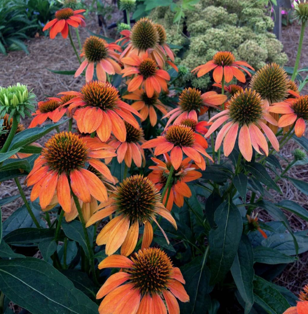 “Sombrero Adobe Orange' has completely wowed us with its extraordinary beauty. The plants produced numerous large bright orange cone flowers. This cultivar bloomed longer than any echinacea we have grown ever.”