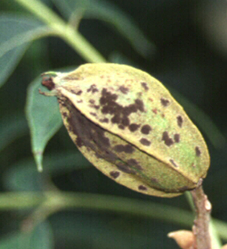 Pictured is a pecan affected by scab disease.