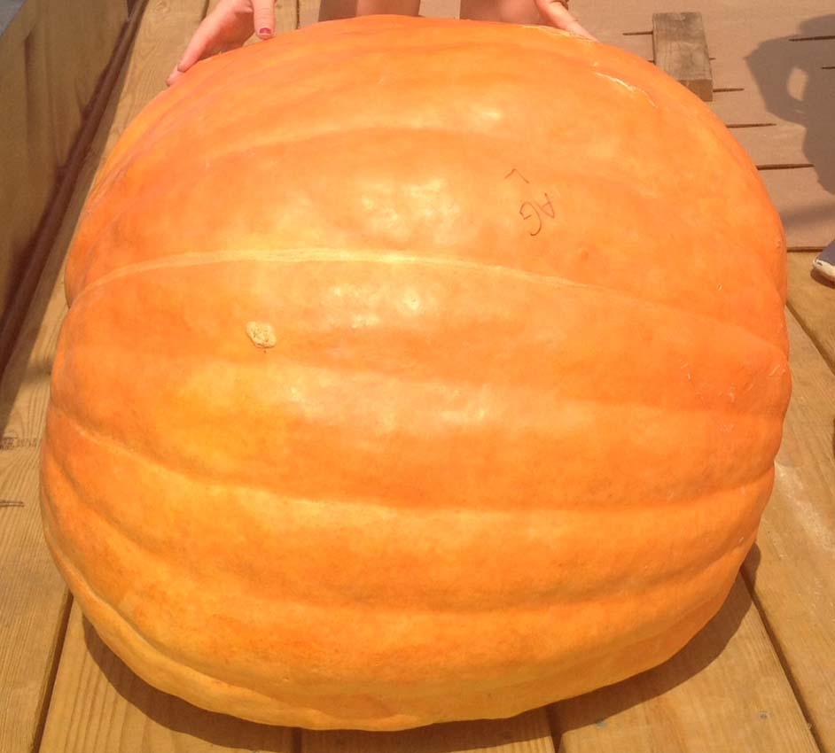 Lauren Weeks, a Tift County 4-H Club member, took home third place in the Georgia 4-H Pumpkin Growing Contest with her 112 pounder.
