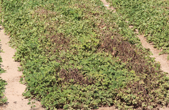 This picture shows spider mite damage in a peanut field this year.