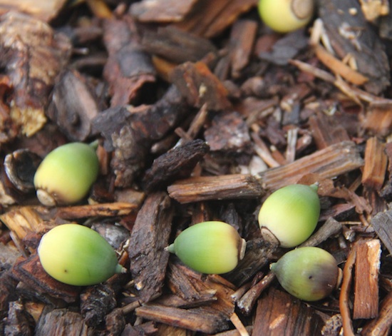 Green acorns lie beneath a tree on the University of Georgia campus in Tifton, Ga. Many species of wildlife can eat acorns with no ill effects, but cows can contract acorn poisoning from eating too many - especially the green ones.