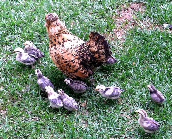 A mother hen and her brood of chicks roam a lawn in Butts County, Ga.