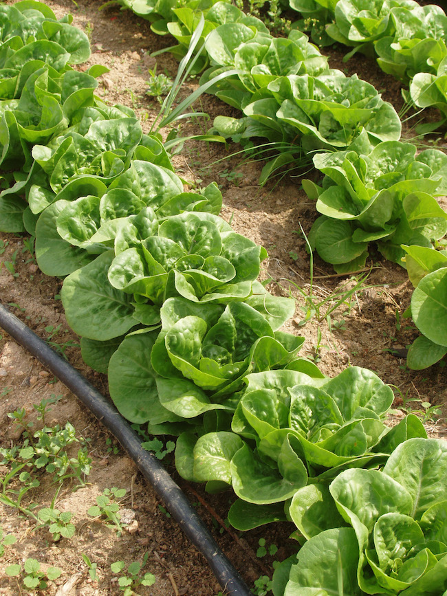 Lettuce, a high-value cash crop, was among the highest yielding crops in a University of Georgia organic trial incorporating cover crops into a high-intensive crop rotation model at a UGA farm in Watkinsville, GA. The crop yielded a net return of over $9,000 per acre over the three-year study period.