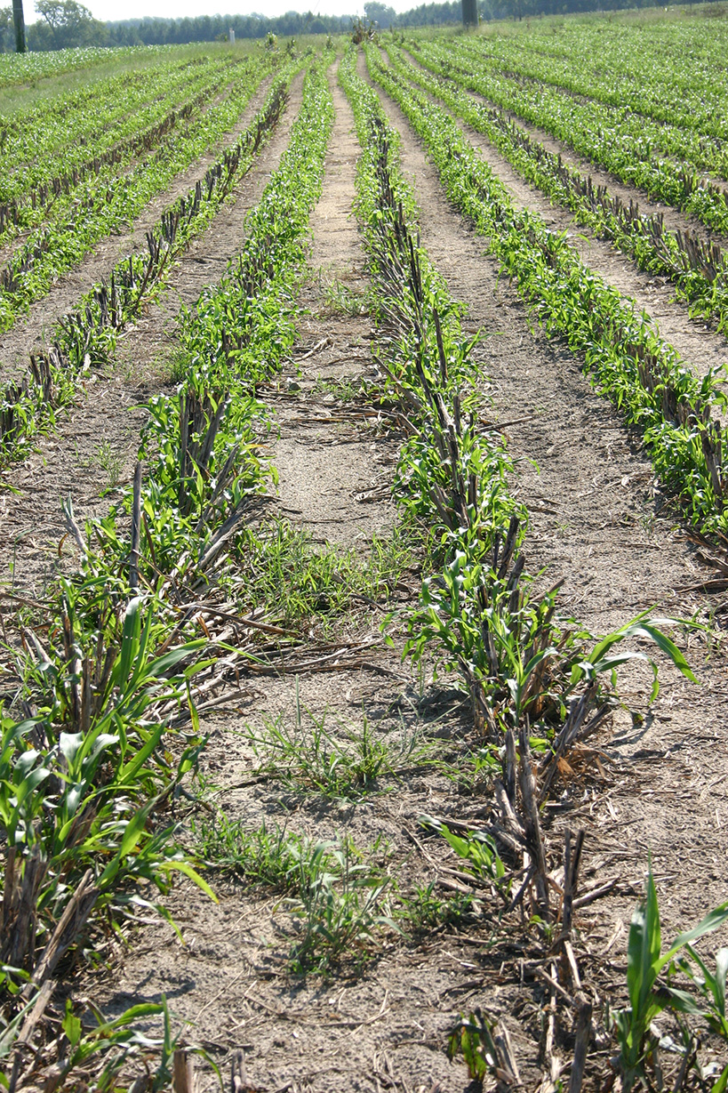 Rows of forage sorghum regrowth after the first cutting.