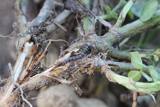 Lesser corn stalk borers are considered one of peanut's most devastating pests.