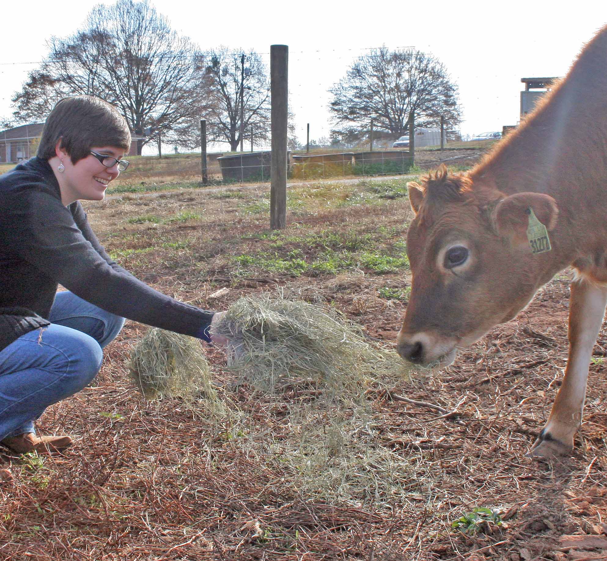 Animal and Dairy Sciences major Amy Harding offers hay to one of the UGA Dairy Teaching Dairy's new Jersey heifers.