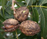 An early-maturing pecan variety called Pawnee is harvested in an orchard in Crisp County, Georgia.