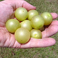 Pictured is the muscadine variety 'Hall'.