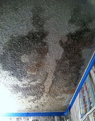 As a result of a roof leak, mold grows on the ceiling of a home.