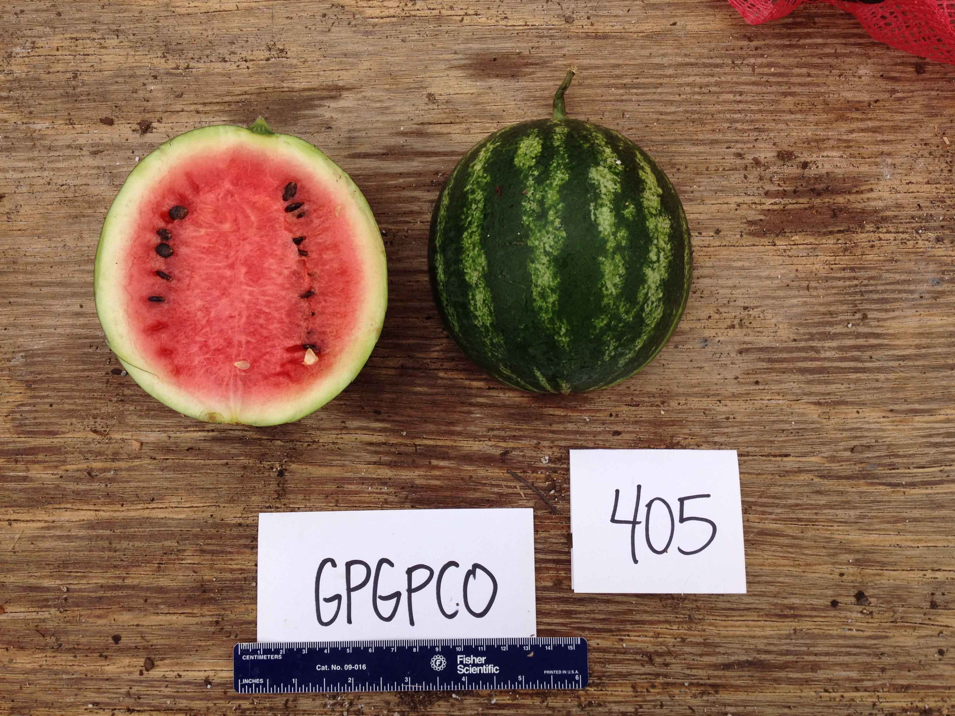 Another contender in UGA graduate student Suzanne Stone's quest to breed a variety of watermelon that works well for organic growers. She is working on producing personal-sized watermelons that have a striking flavor and eye-catching appearance.