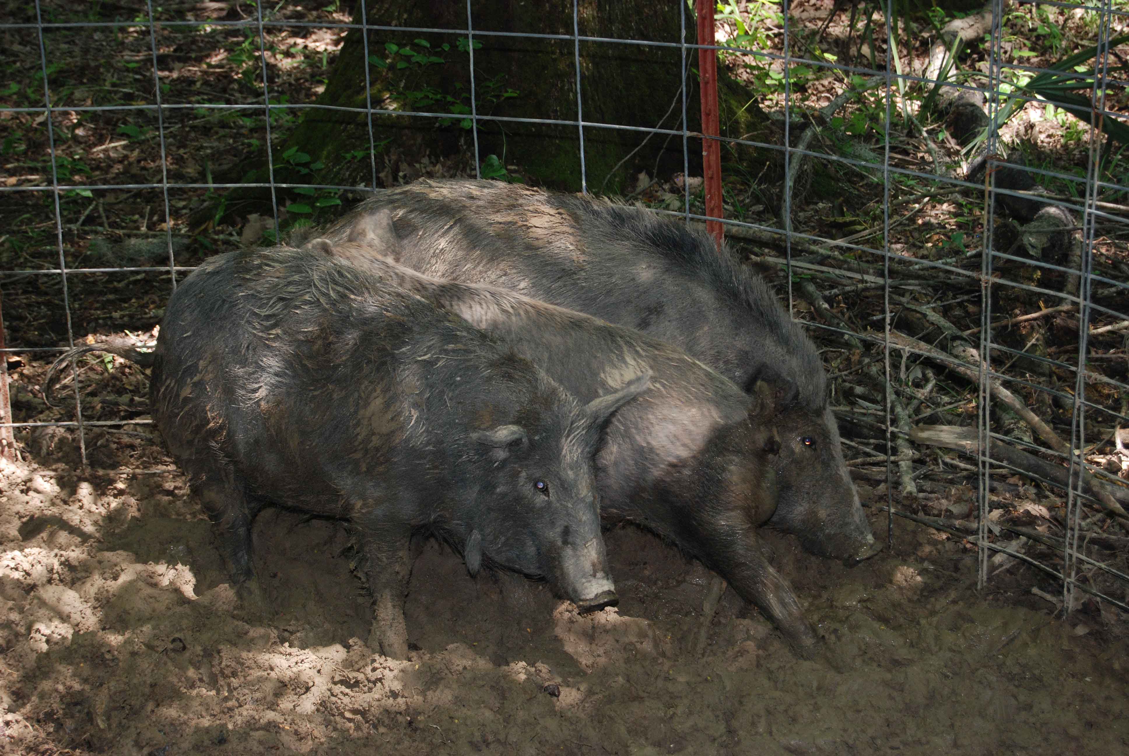 University of Georgia researchers are surveying landowners in Georgia to quantify the economic damage feral swine are causing the state.