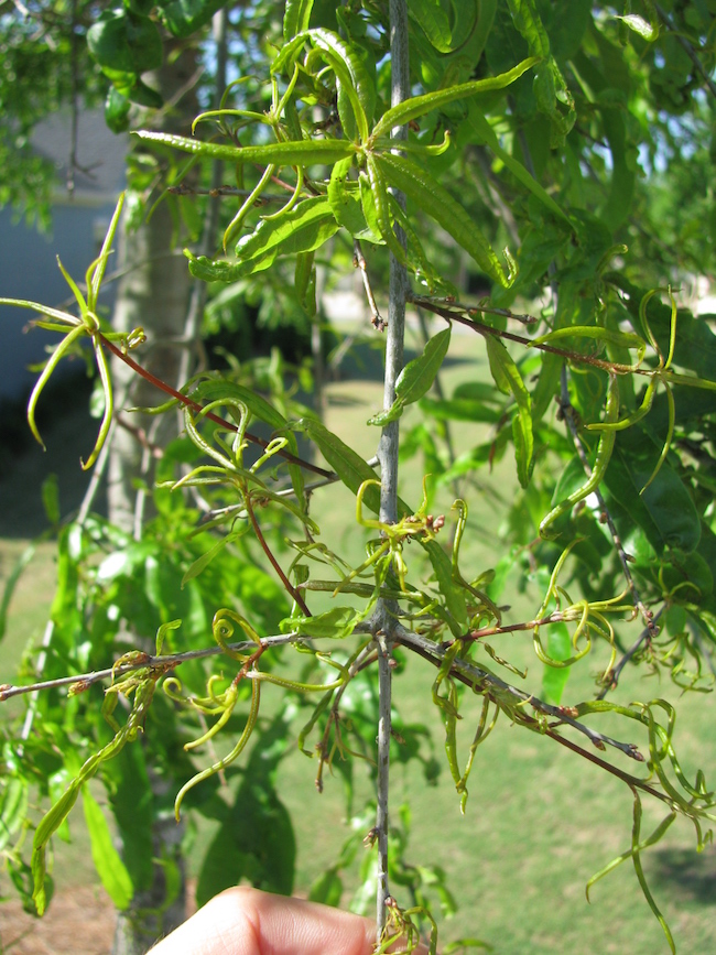 Phenoxy herbicide damage to a willow oak tree.