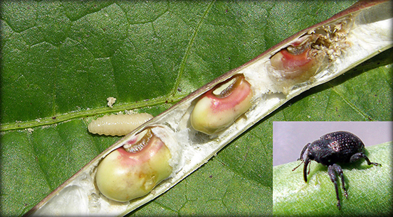 Damage caused by cowpea curculio on Southern peas.