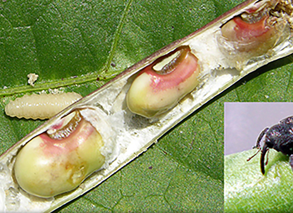 Damage caused by cowpea curculio on Southern peas.