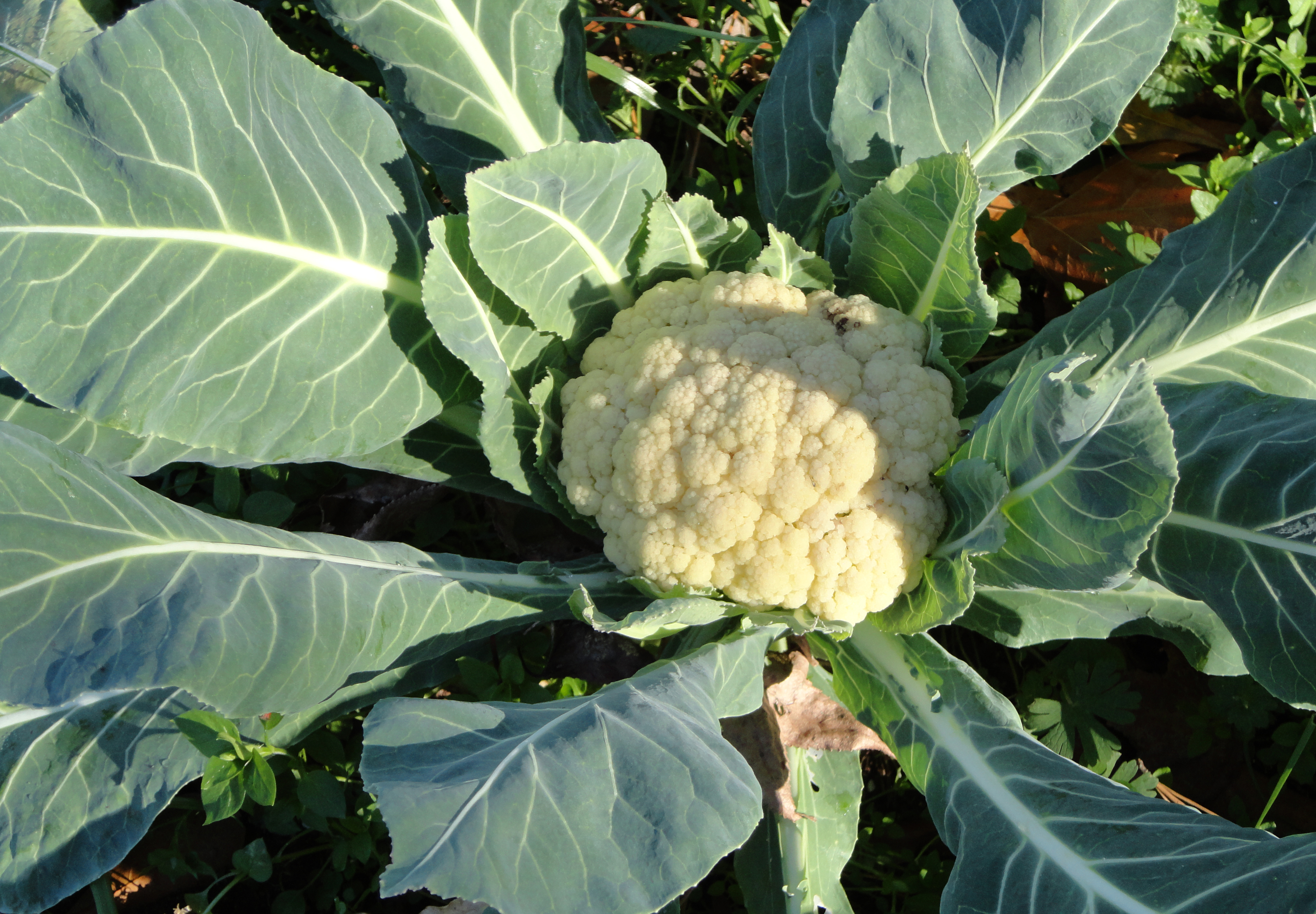 Media Newswire Story Growing Cauliflower
