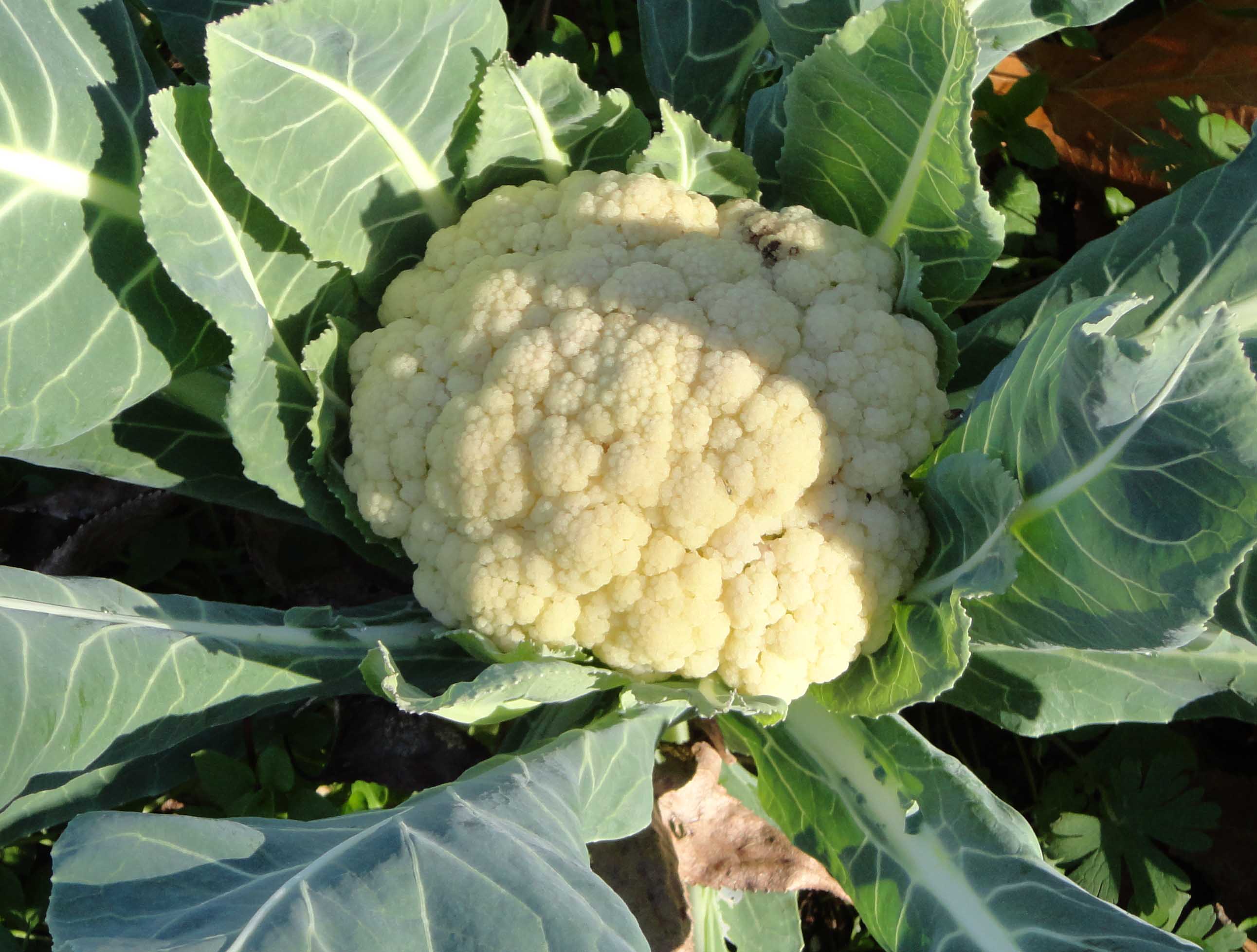March is the ideal time to plant cauliflower in a spring garden, but it can also be planted in September or October.
