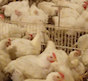 Broilers in a poultry house.