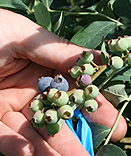 Here's a closeup picture of blueberries being grown in Alapaha. Picture taken in May, 2013.