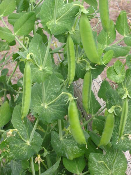 Garden peas grow in a garden.