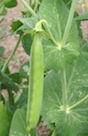 It is best to delay plantings garden peas until there is little danger of frost during the bloom stage. For most parts of Georgia, this means planting peas from January until March.