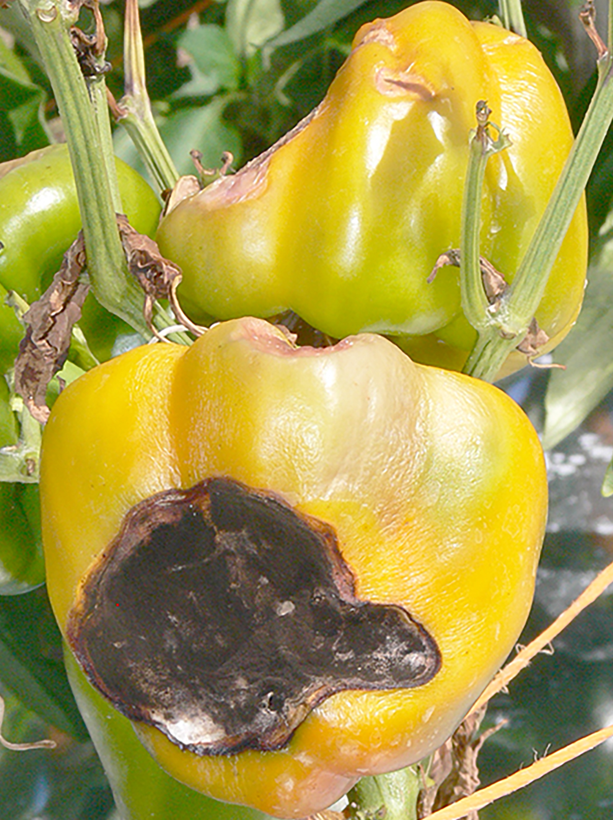 Pictured is a bell pepper scalded by the hot temperatures and not covered by shading.
