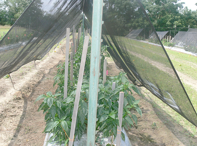 Pictured is a tent-like structure used as shading for bell pepper research on the UGA Tifton Campus.