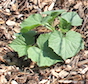 Mulch added to the base of vegetable plants is an effective way to keep weeds at bay without using a pesticide.