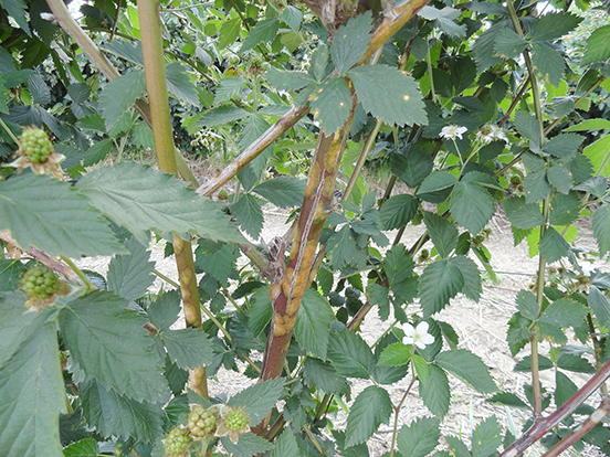 Pictured is orange cane blotch, showing the splitting that occurs on the canes.