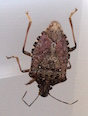The brown marmorated stink bug, a native of Asia, can be found in 42 states and two Canadian provinces, according to the U.S. Department of Agriculture. To date, it is classified as a nuisance pest in Georgia, but could quickly become an agricultural pest if it gets to cotton fields and blueberry patches.