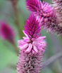 Celosia is one of many flowering plants that attracts beneficial pollinating insects. Other flowering plants that attract beneficial insects include aster, butterfly weed, coneflower, cosmos, rudbeckia, sunflower and zinnias.