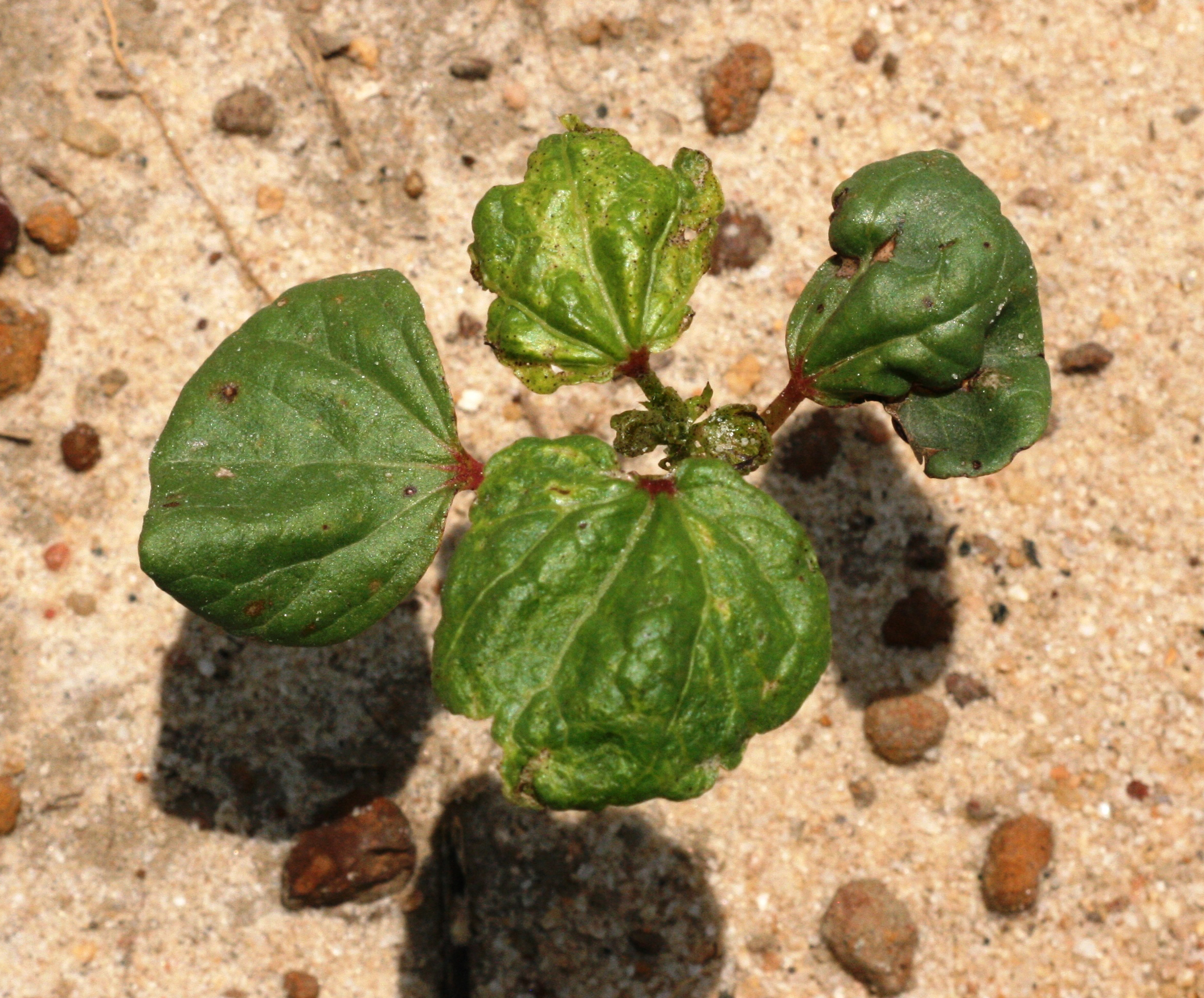Pictured is a cotton plant impacted by thrips damage.