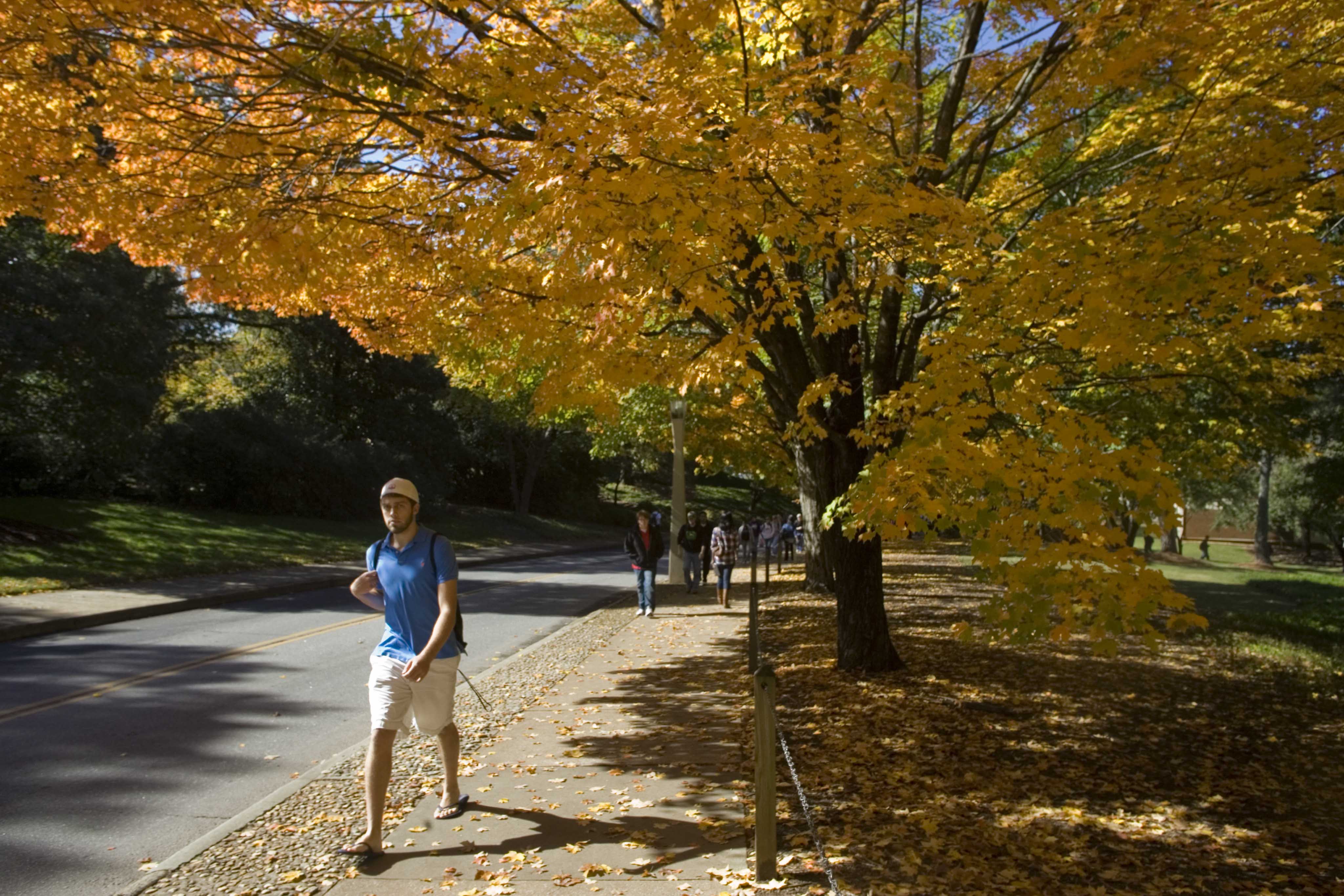 A University of Georgia student walks along Cedar Street under a canopy of bright yellow. The UGA Arboretum Committee is challenging students to take a picture of the campus trees that they find most memorable.