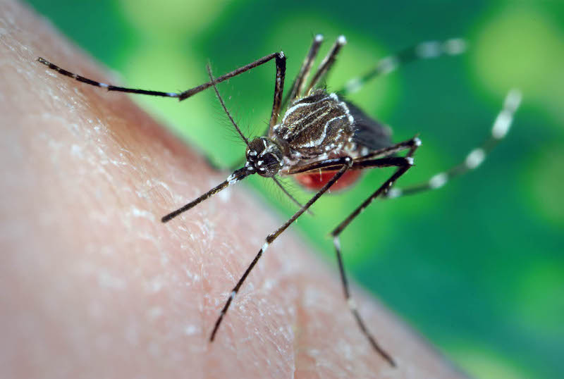 Close-up of a mosquito on white skin with blurred-out greenery in the background, courtesy of the CDC