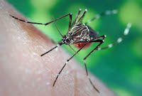 Female mosquitoes need a blood meal to stimulate egg production. Humans are the source of this meal and that's what makes mosquitoes such a serious nuisance and public health pest.