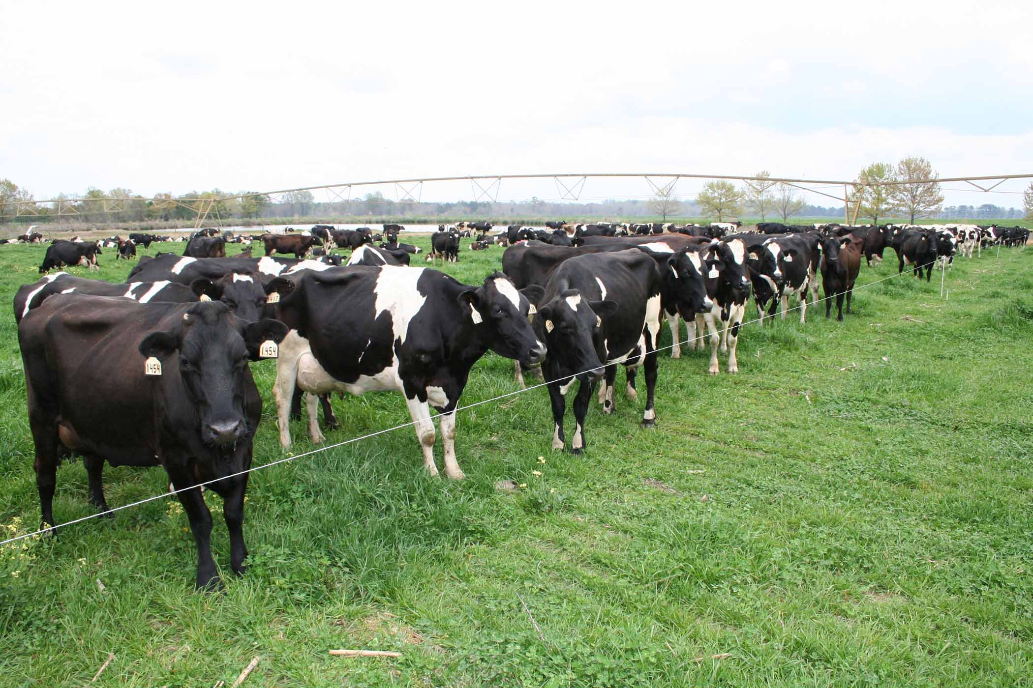 UGA researchers have found that the land management consistent with pasture based dairying can boost the rate at which the soil captures and holds carbon.
