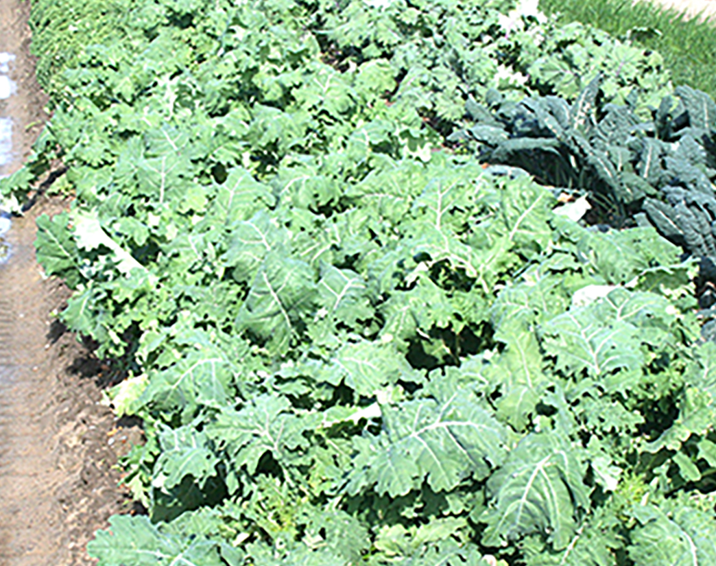 Kale is being researched on the UGA Tifton Campus.