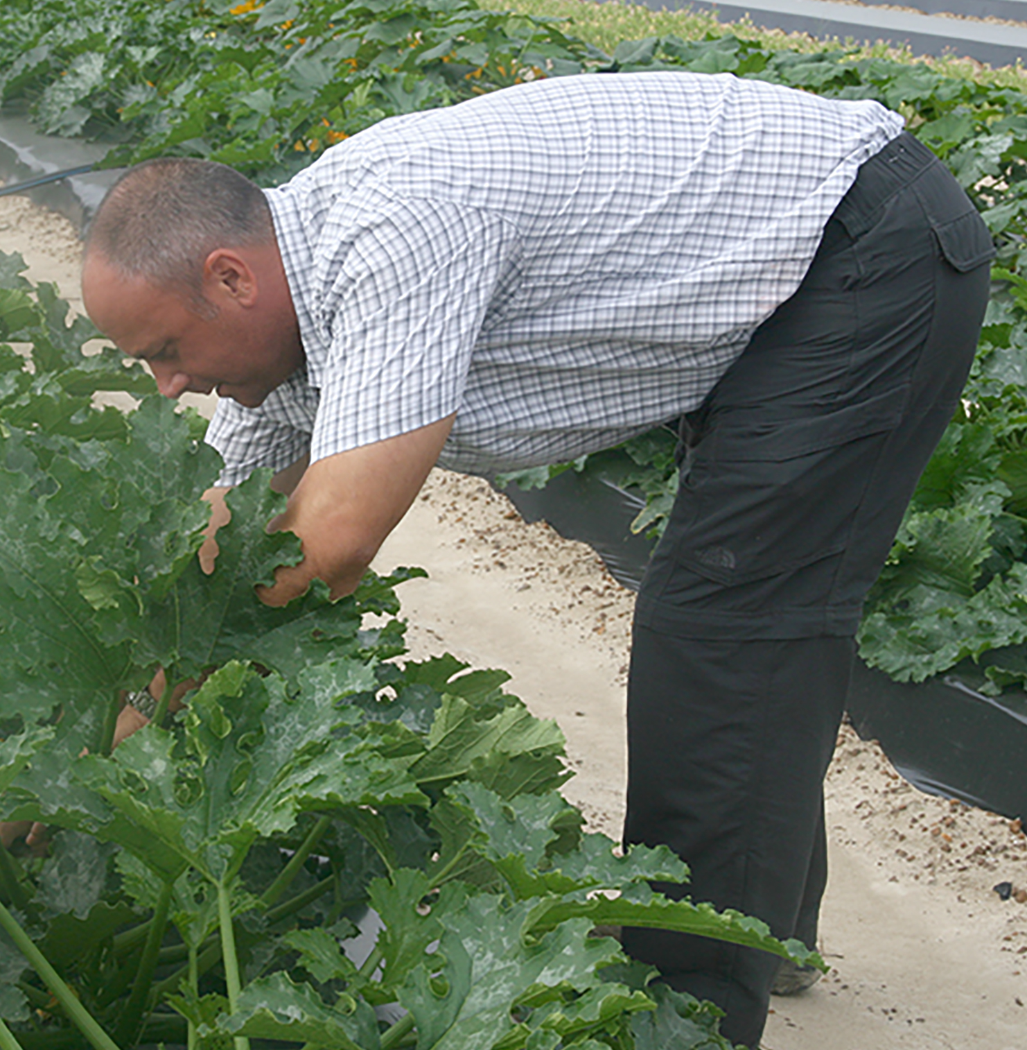 Tim Coolong, UGA vegetable horticulturist, looks for squash in a plot on the UGA Tifton Campus.