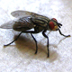 Houseflies have sticky feet and hairy bodies, perfect for transporting dirt and germs.