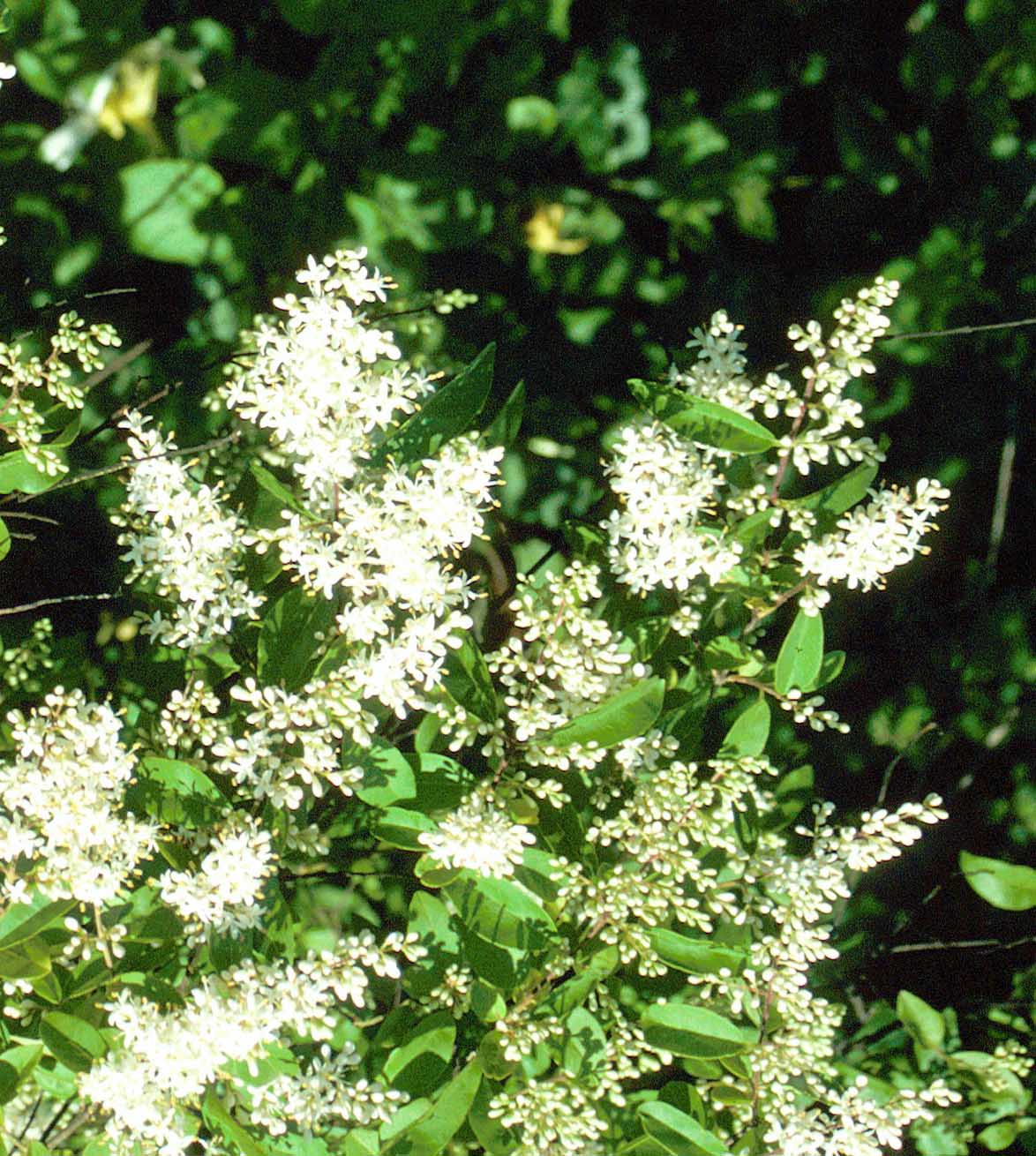 Chinese Privet is so widespread across Georgia that many people believe it's a native species, but it's actually invasive.