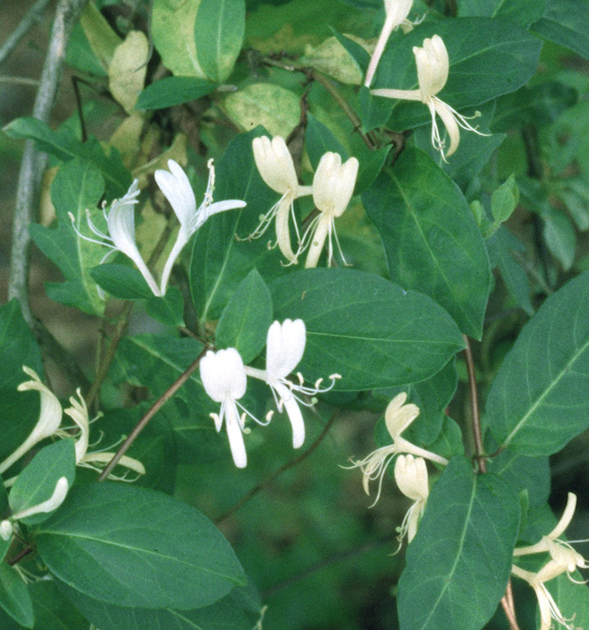 Most Georgians have fond childhood memories of honeysuckle vines, but the species of the fragrant vine that is most common is actually an invasive.