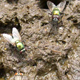 House flies are called filth flies because their larvae develop well in decaying garbage and animal feces.