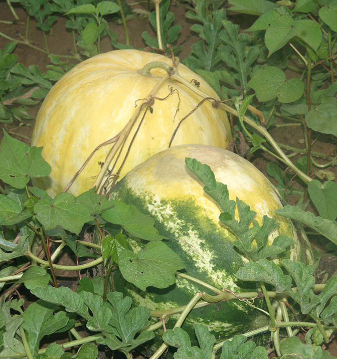 A pair of sunburnt watermelons sit in a field in Tift County.