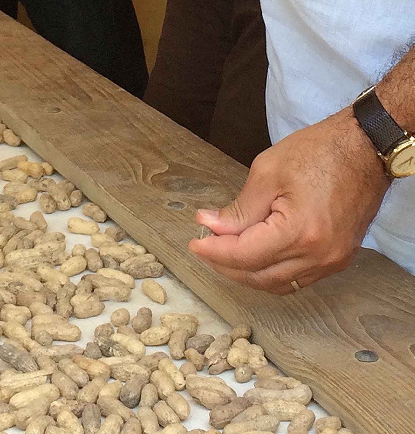 Amrit Bart, director of the CAES Office of Global Programs, inspects peanuts during a recent to trip to Haiti in support of the UGA-based Peanut Mycotoxin and Innovation Lab.